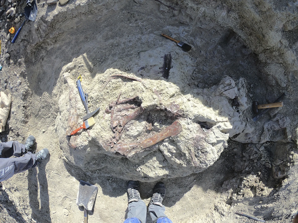 Fossil