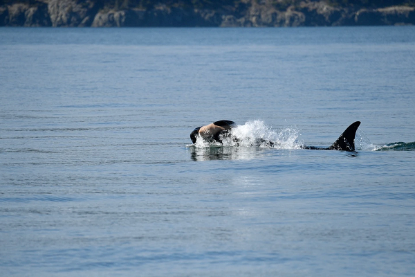 Orca