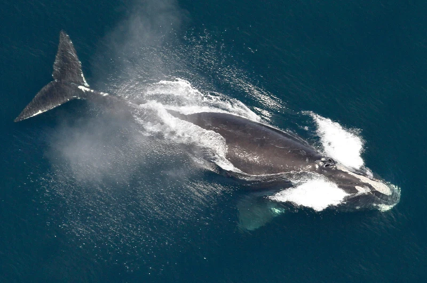 Whale