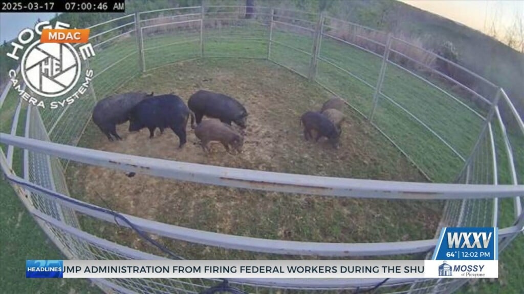 Wild Hog Control Program Applications Open