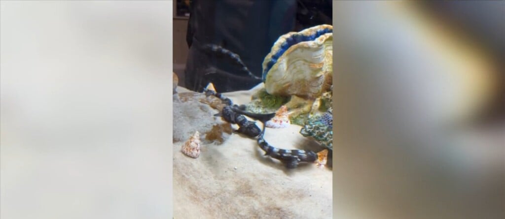Imms Asking For Public’s Help Naming Baby Sharks