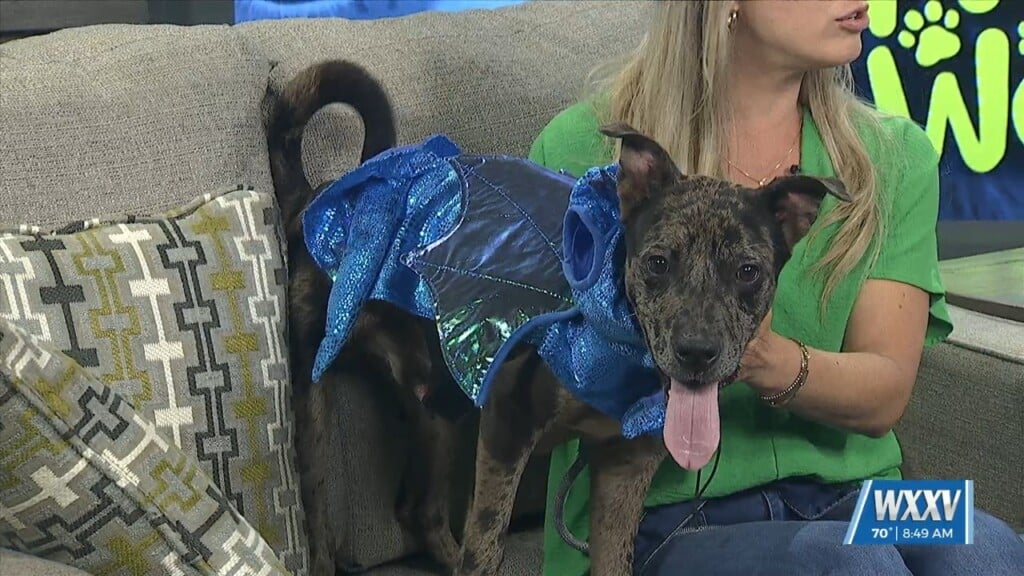 Pet Of The Week: Lizard Is Looking For A Forever Home!