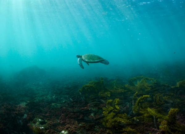 Turtle