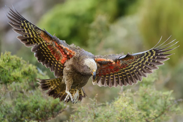 Bird