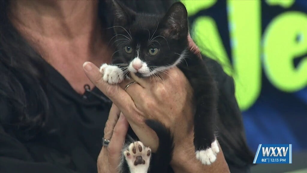 Pet Of The Week: Zayuh Is Looking For A Forever Home
