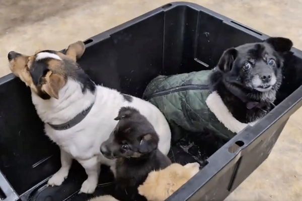 Dogs