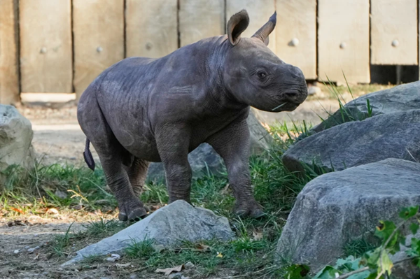 Rhino