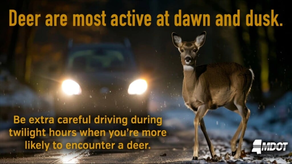Keeping Safe With Deer On The Road
