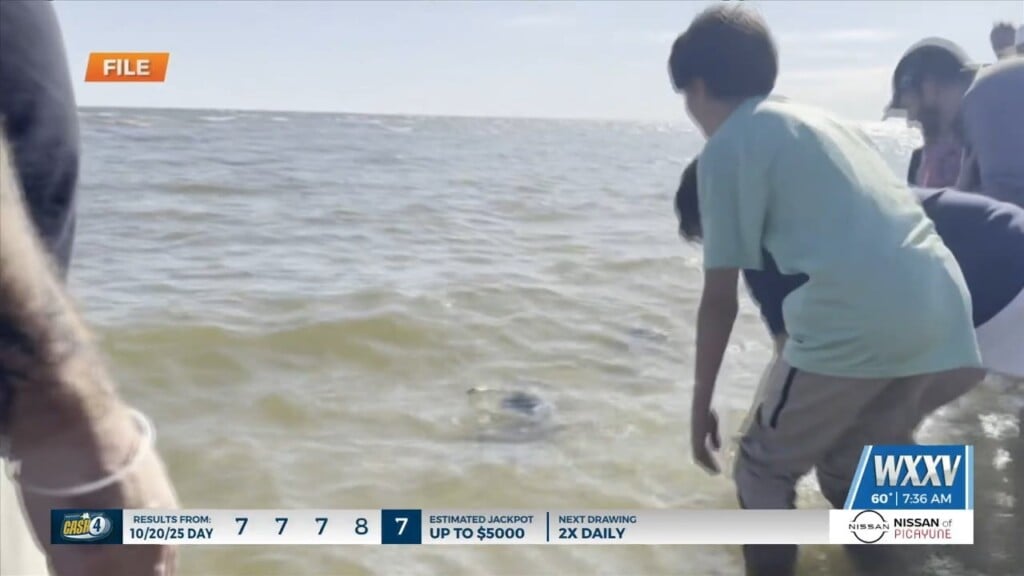 Imms Releasing Sea Turtles In Biloxi