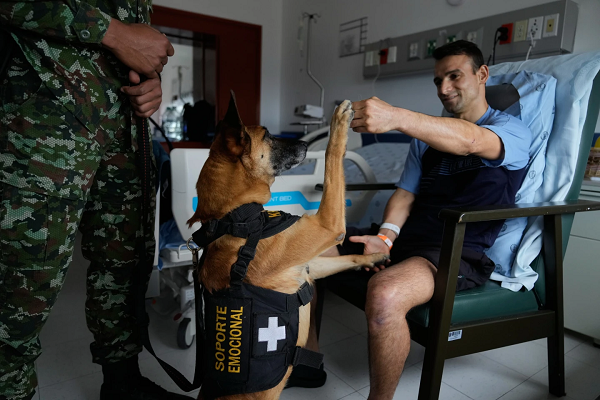 Emotional Support Dog