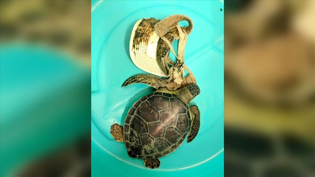 Imms Says Green Sea Turtle No Longer Endangered