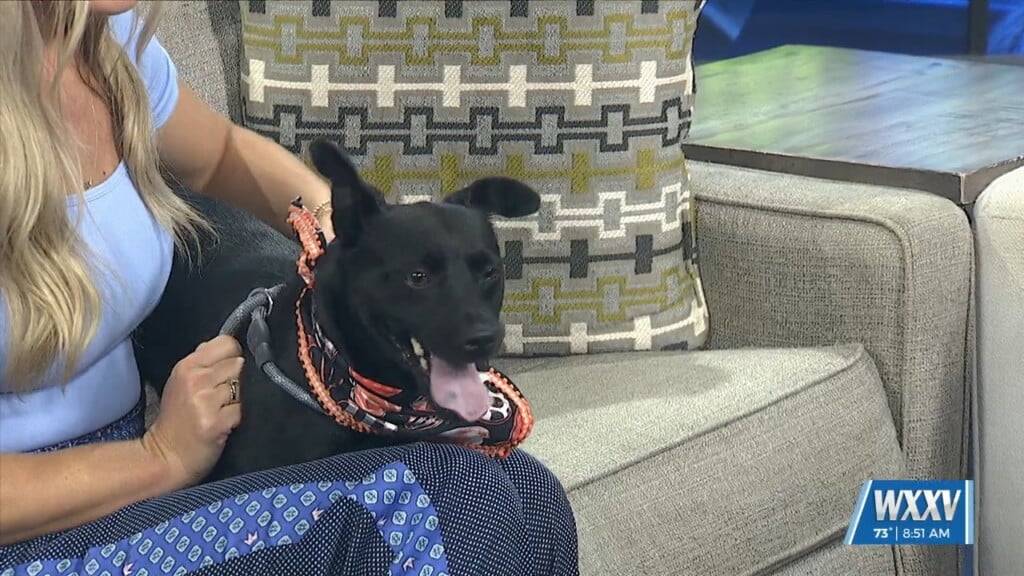 Pet Of The Week: Haven Is Looking For A Forever Home