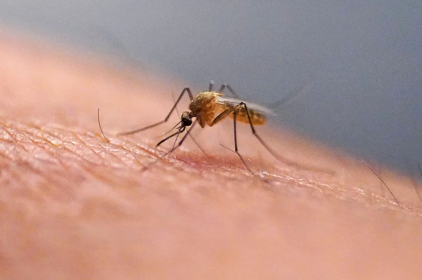 Mosquito
