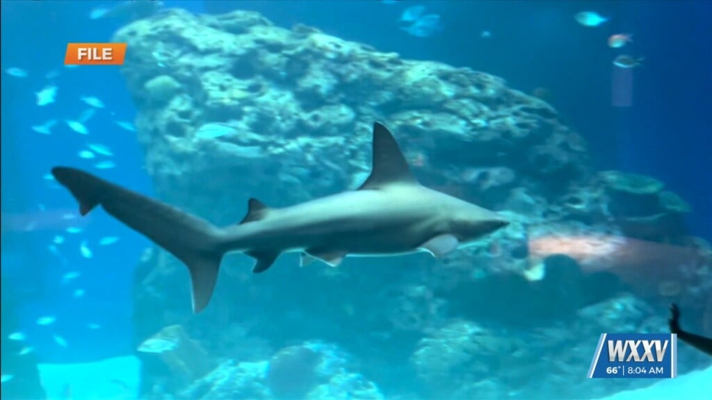 Ocean Of Opportunity For Harrison County, Stone County Students At Ms Aquarium
