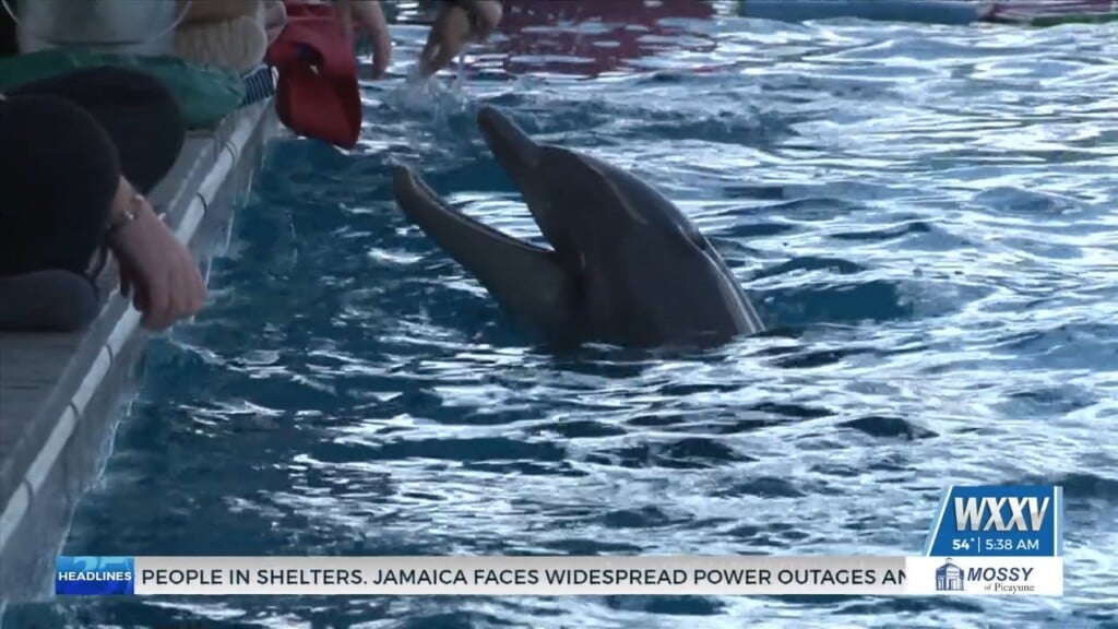 Applications Open For Internships At Institute For Marine Mammal Studies