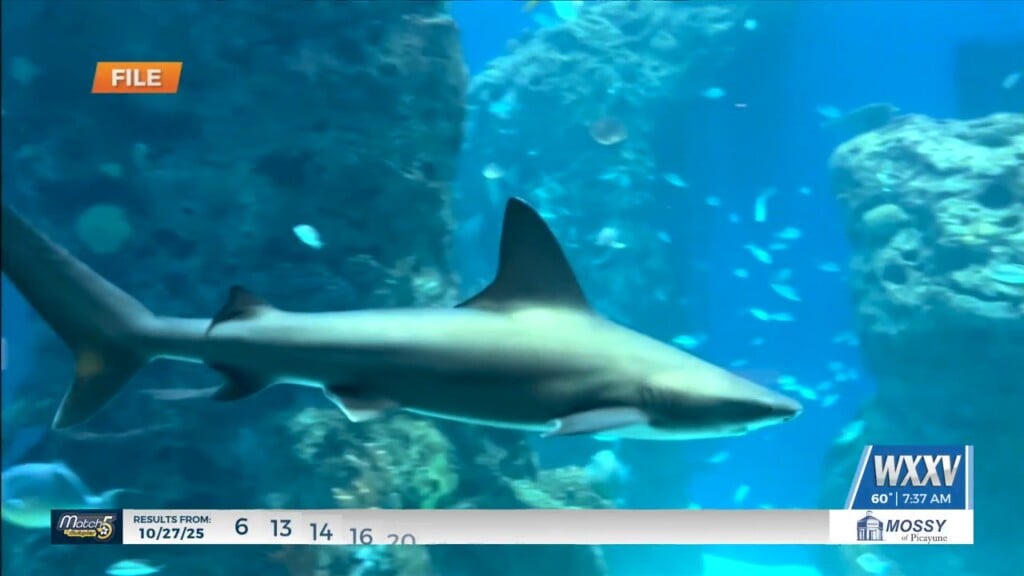 Ocean Of Opportunity For Jackson County, George County Children At Ms Aquarium