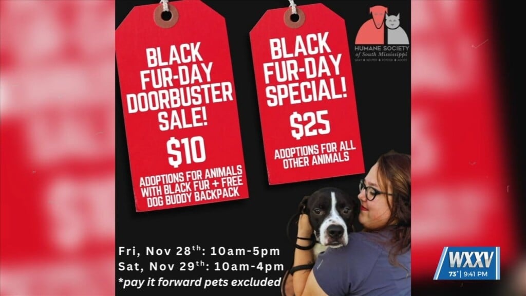 Hssm Offering Adoption Fees Through ‘black Fur Day’ Special