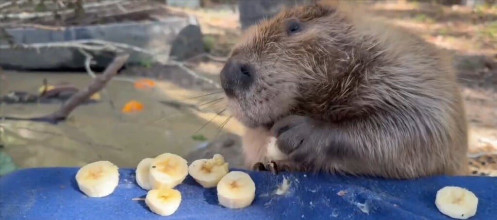 Something Wild Beaver Rescue Looking To Expand