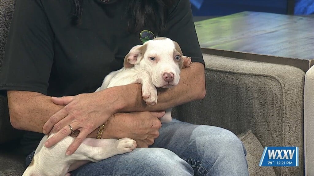Pet Of The Week: Roxie Is Looking For A Forever Home!