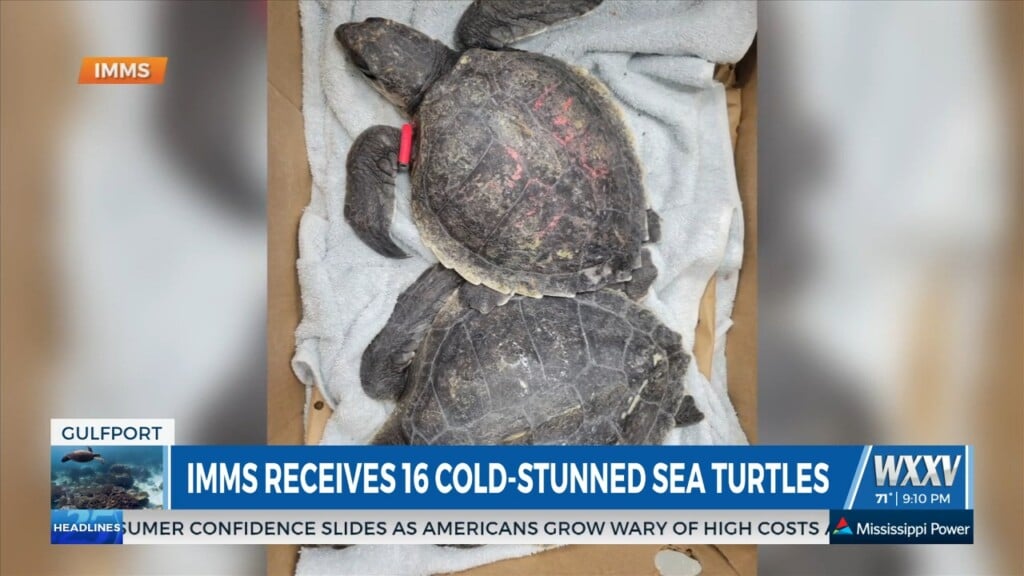 Imms Receives 16 Cold Stunned Sea Turtles