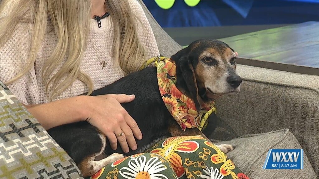 Pet Of The Week: Cersei Is Looking For A Forever Home!