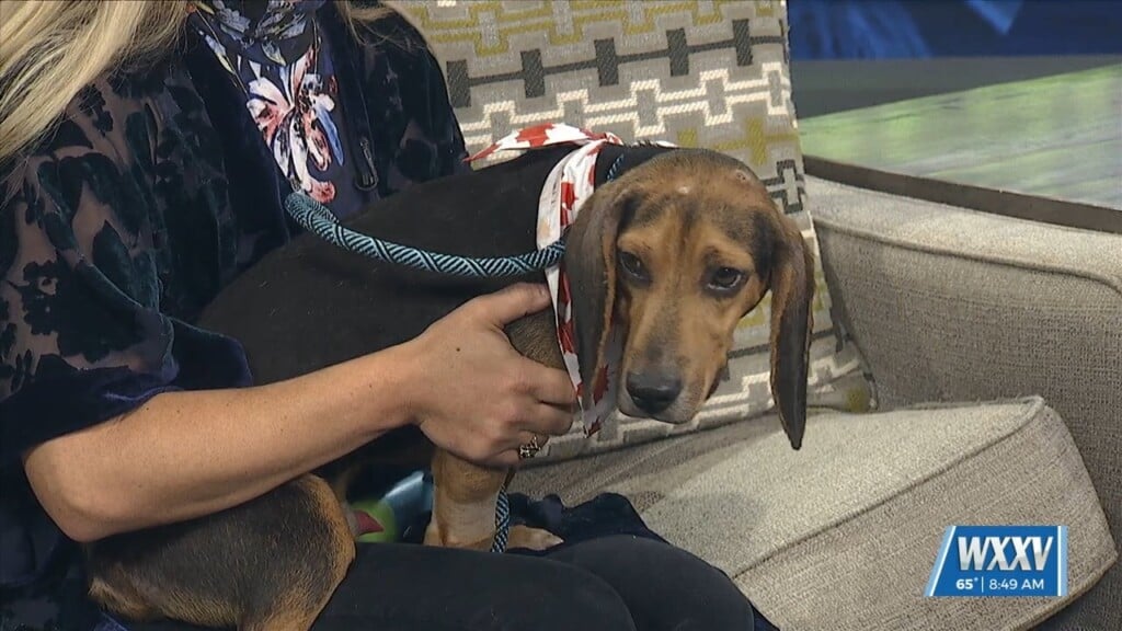 Pet Of The Week: Rusty Is Looking For A Forever Home!