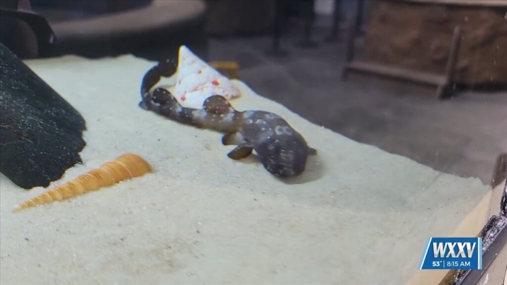 New Baby Bamboo Sharks Born At Imms