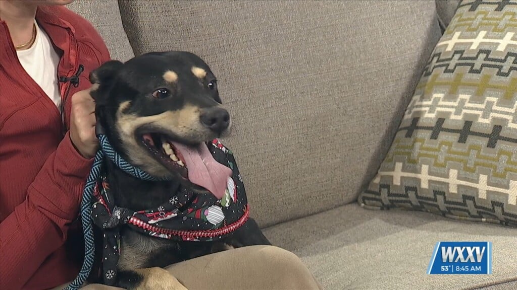 Pet Of The Week: Artoo Is Looking For A Forever Home