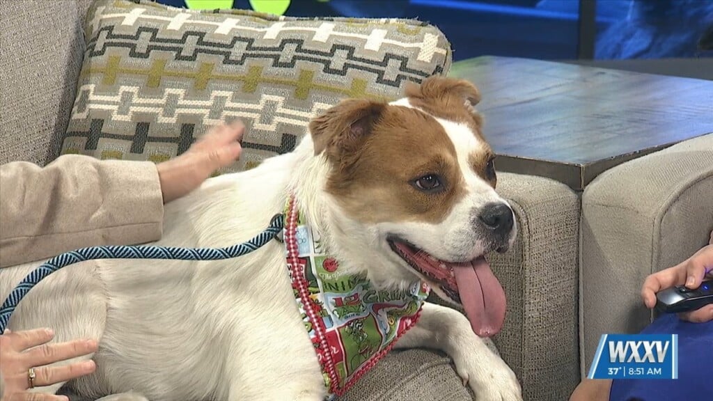 Pet Of The Week: Cookie Is Looking For A Forever Home