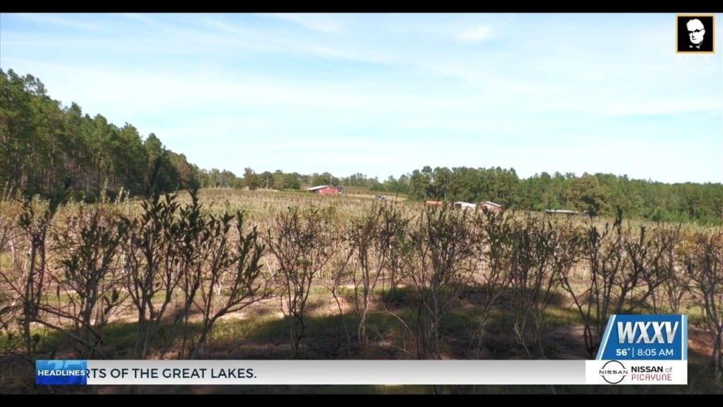 State Of Blueberry Farming In Mississippi