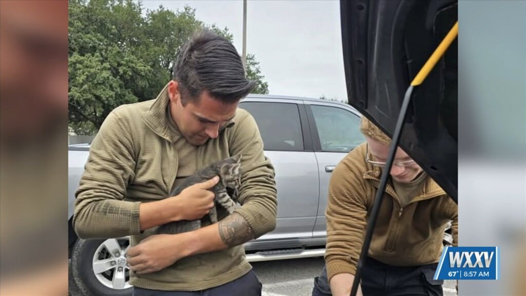 Two Airmen Rescue Kitten From Engine Bay At Keesler Air Force Base