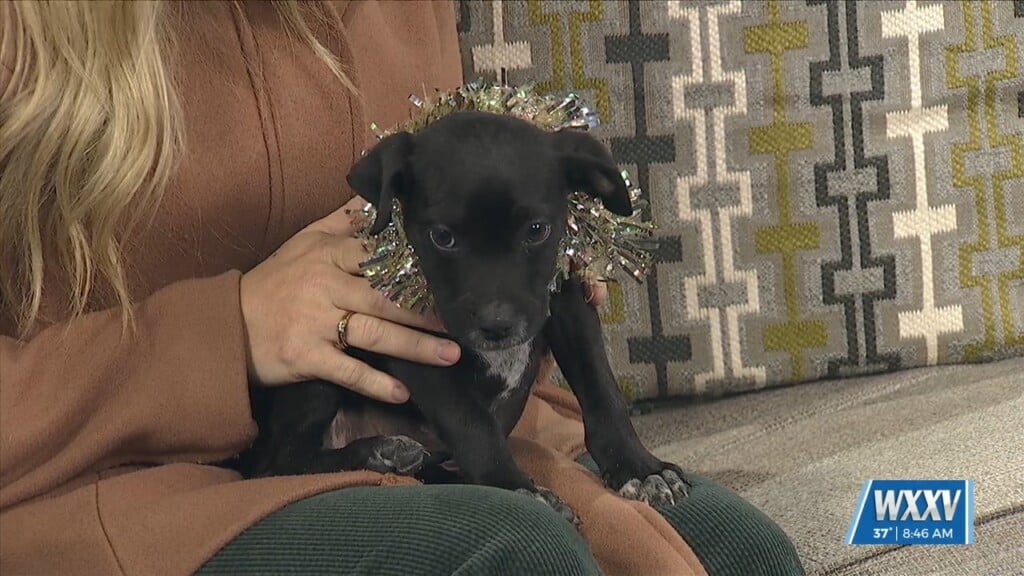 Pet Of The Week: Benji Is Looking For A Forever Home