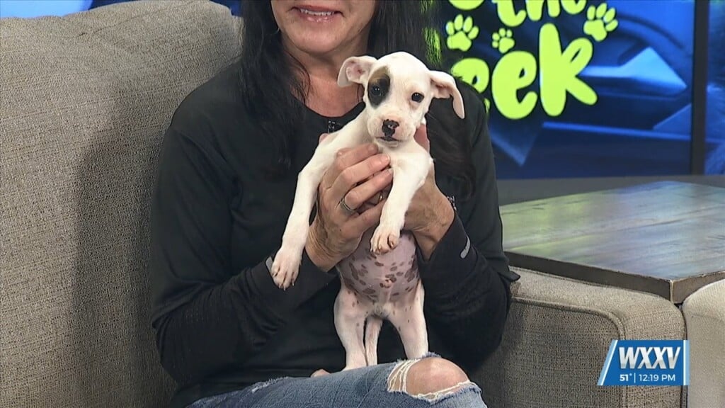 Pet Of The Week: Diego Is Looking For A Forever Home