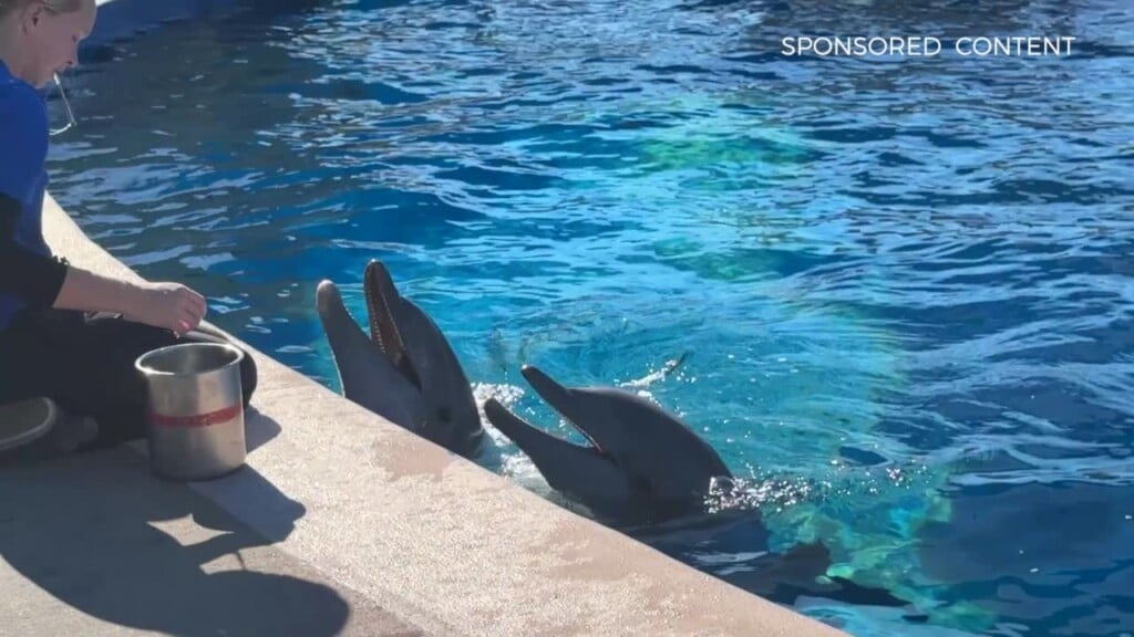 Wild Wonders Dolphins