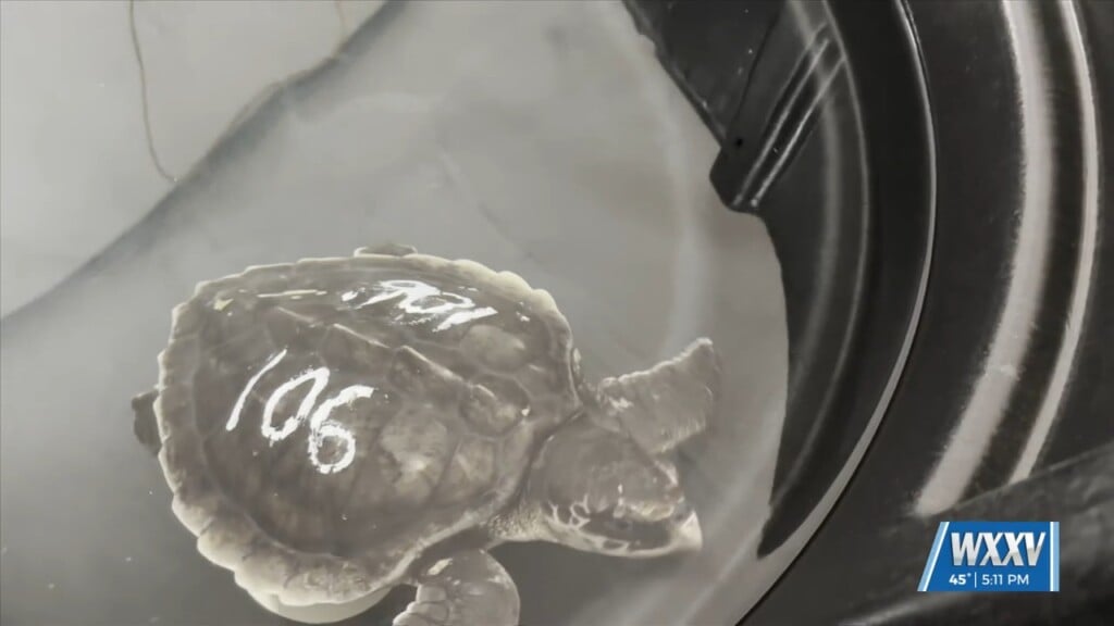 Institute For Marine Mammal Studies Caring For Turtles