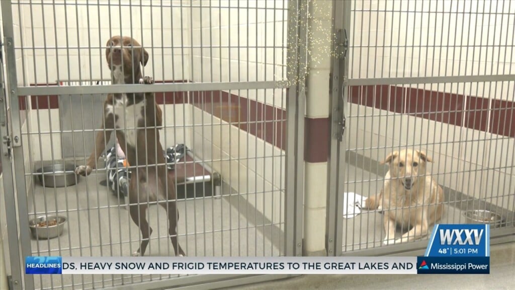 Humane Society Of South Mississippi Shares Tips On Keeping Pets Safe During Fireworks