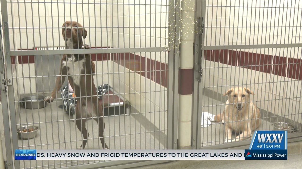 Humane Society of South Mississippi shares tips on keeping pets safe during fireworks