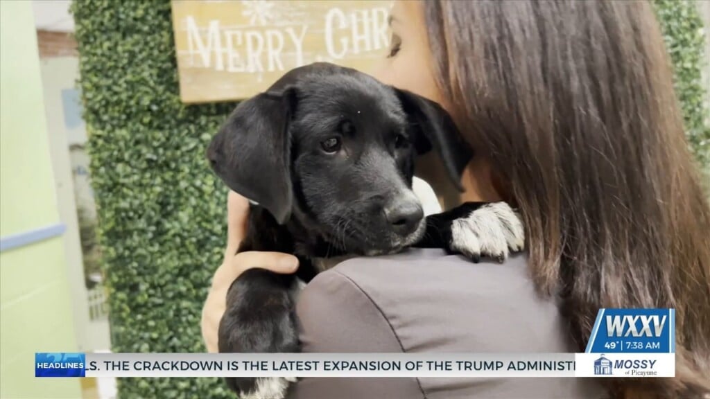 Adopting Pets Responsibly Around The Holiday Season