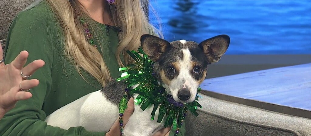 Artists Called To Submit Designs For Krewe Of Barkloxi