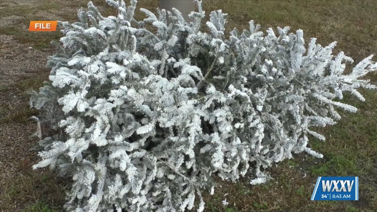 Christmas tree recycling open in Harrison County