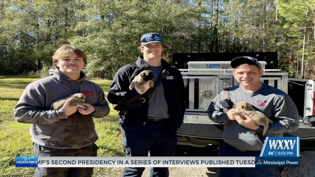 Eleven Puppies Rescued Near Sam’s Club