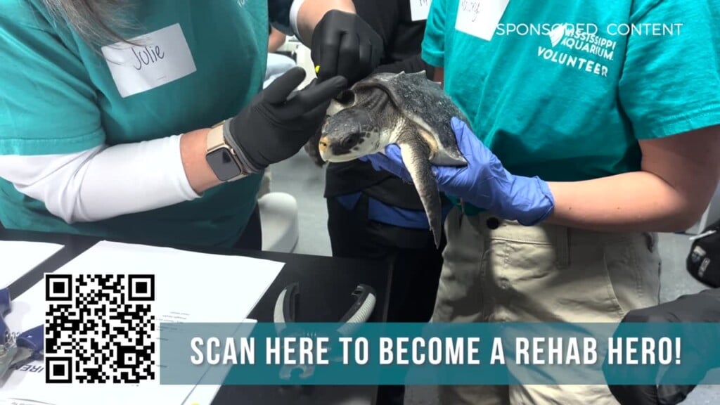 Wild Wonders Turtle Rehab