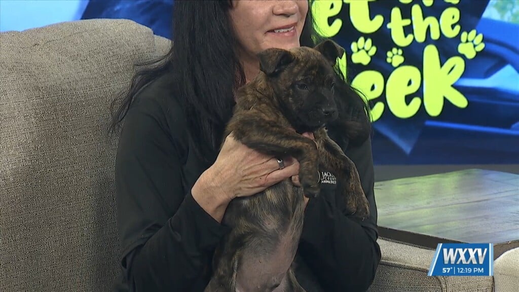 Pet Of The Week: Cash Register Is Looking For A Forever Home