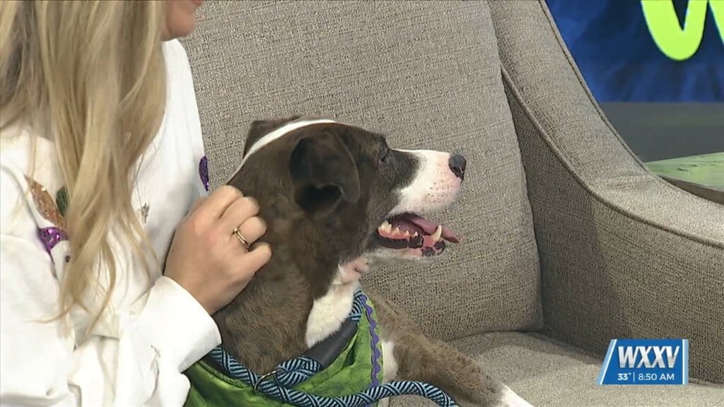 Pet Of The Week: Baylor Is Looking For A Forever Home