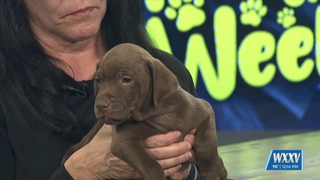Pet Of The Week: Winston Is Looking For A Forever Home!