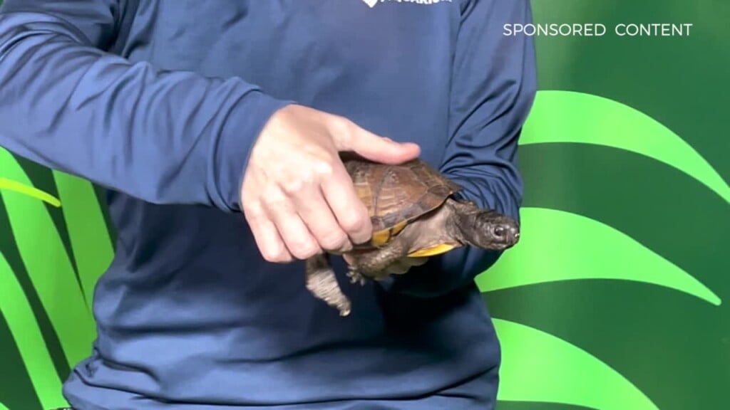 Wild Wonders Turtle Talk