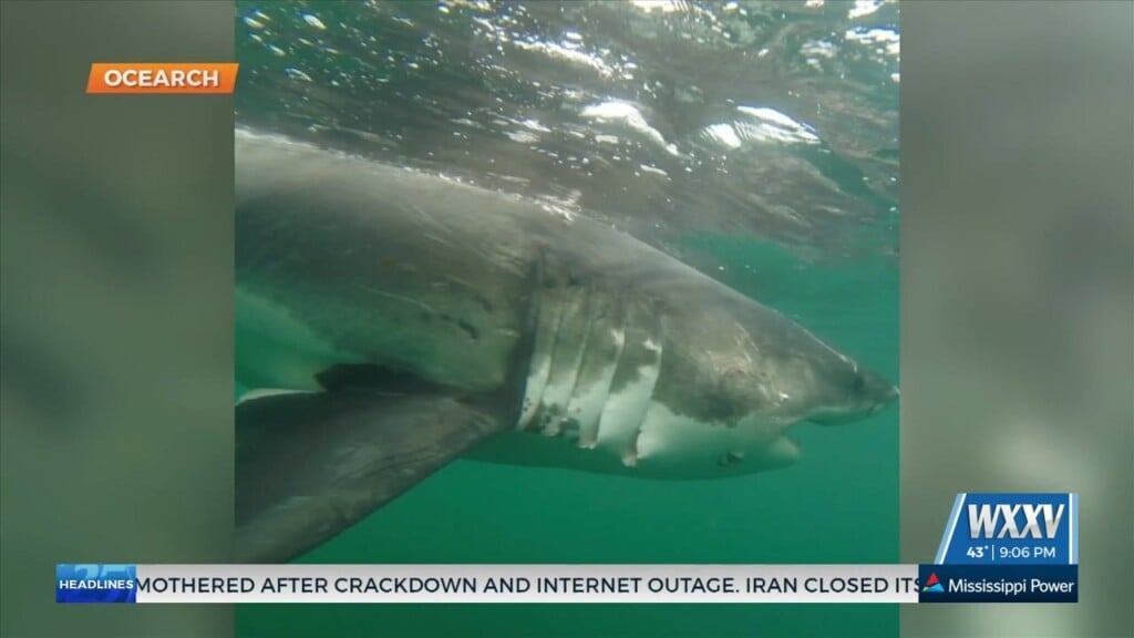1,000 Pound Great White Shark Spotted Near Alabama Coast Line