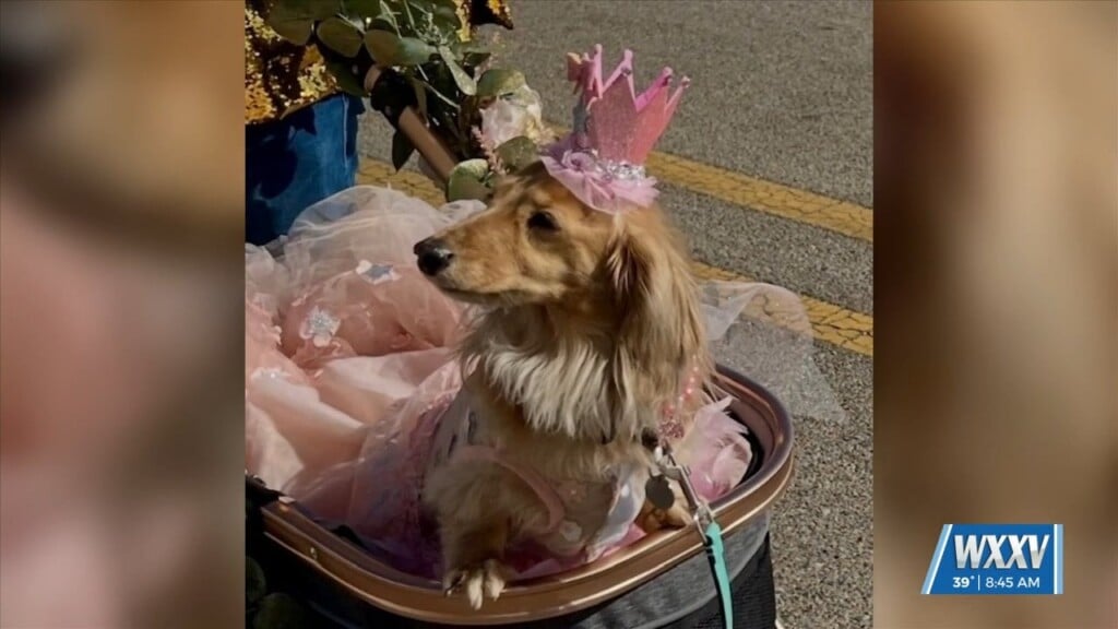 Krewe Of Waggus Hosting Parade This Weekend