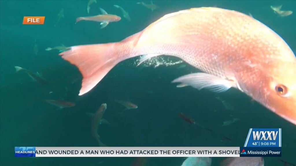 Lawmakers Ask Noaa To Aid Against Illegal Red Snapper Harvesting