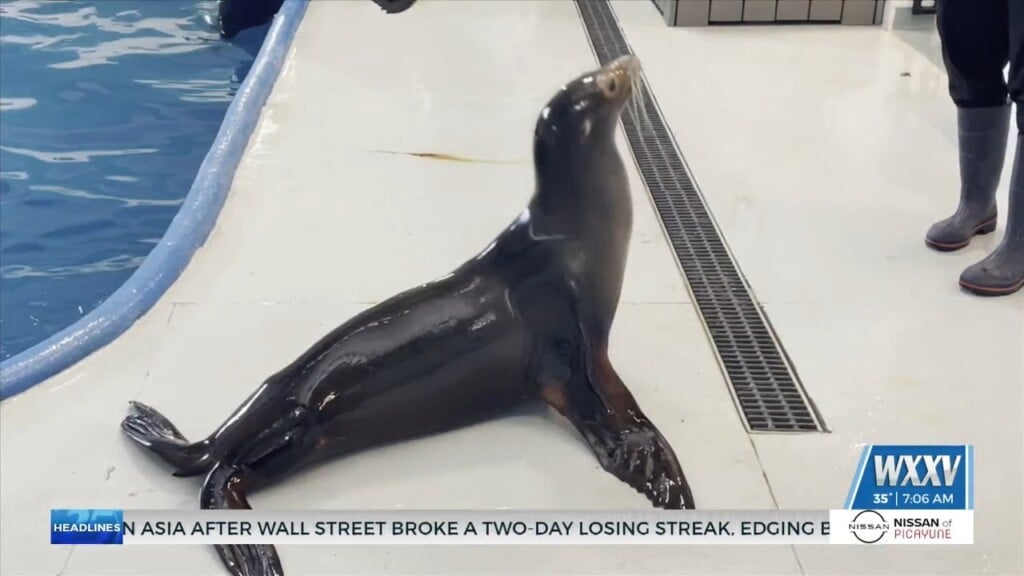 Imms Looking For Interns To Fill Positions Throughout The Year